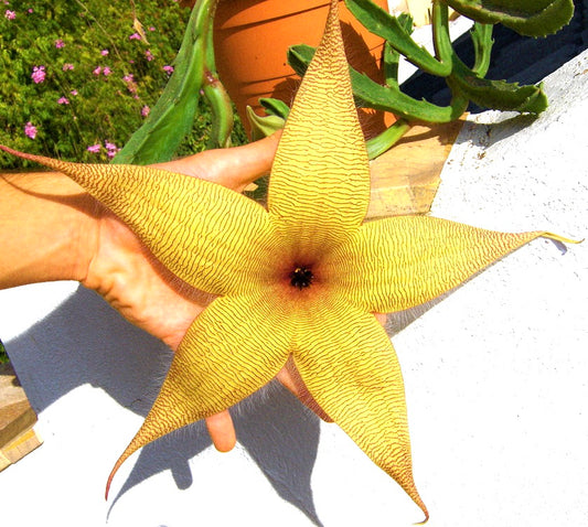 Stapelia gigantea SEEDS