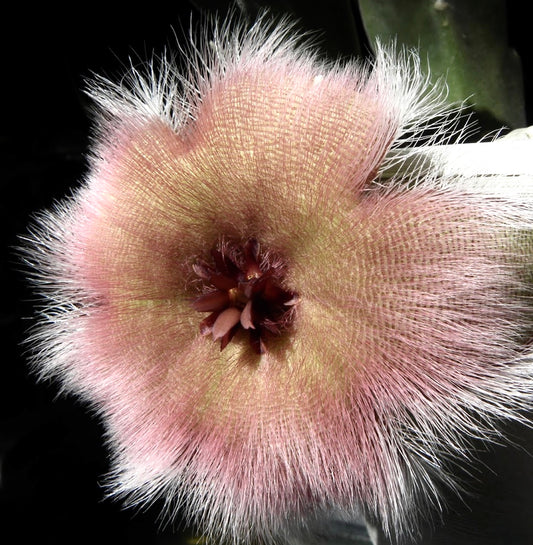 Stapelia macowani var. conformis SEEDS