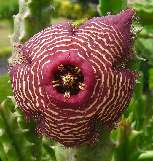 Stapelia revoluta var. tigrida UNROOTED CUTTING