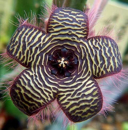 Stapelia villetiae SEEDS