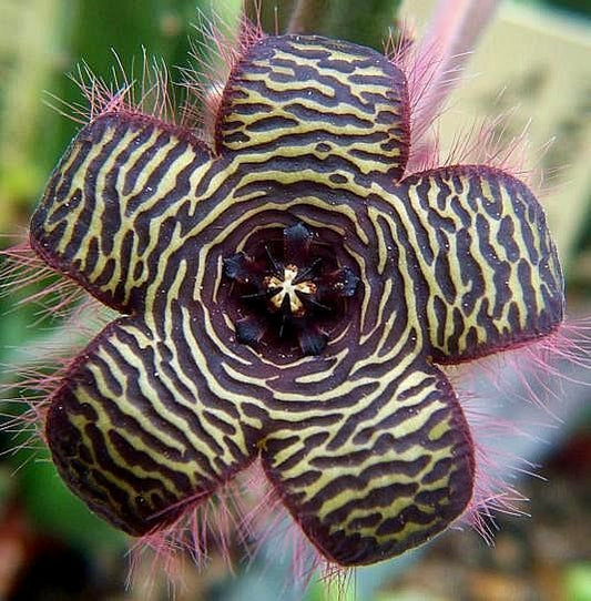 Stapelia villetiae SEEDS