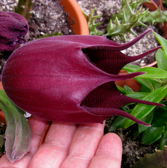 Stapelia wilmaniae SEEDS