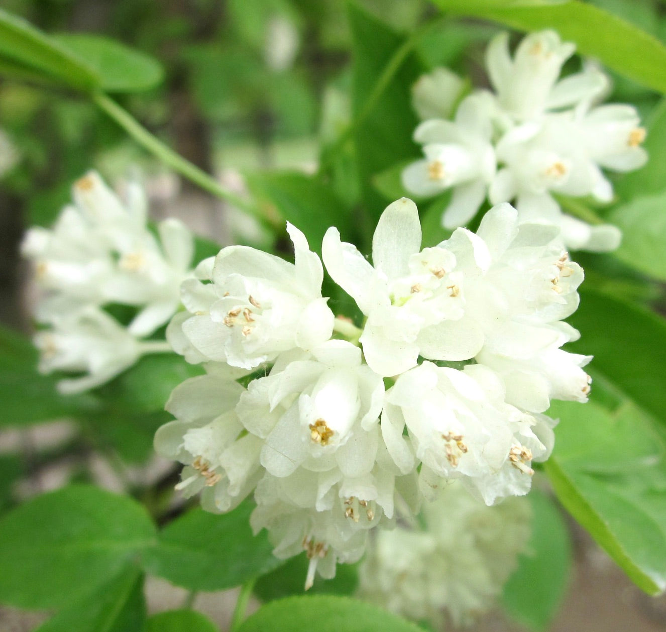 Staphylea colchica delicate white clustered flowers with green leaves close-up