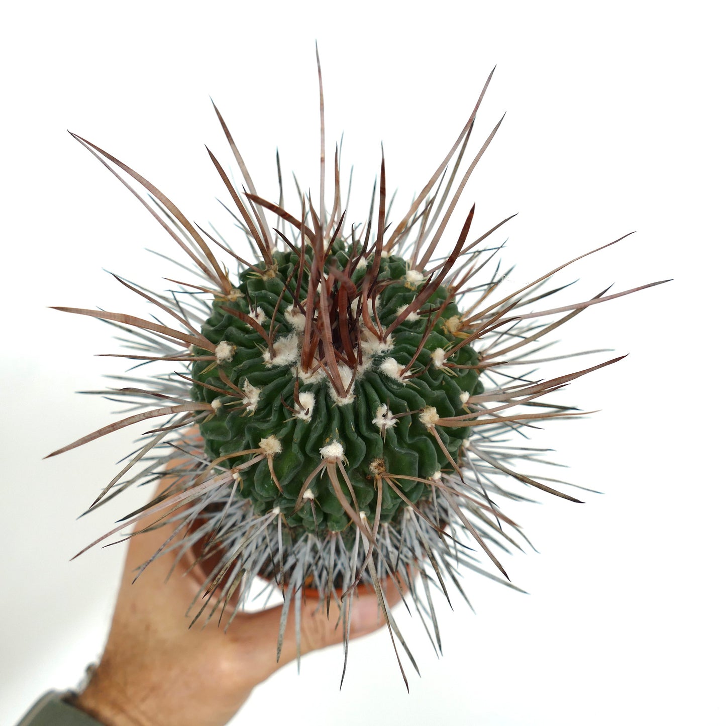 Stenocactus phyllacanthus SUPER SPINES