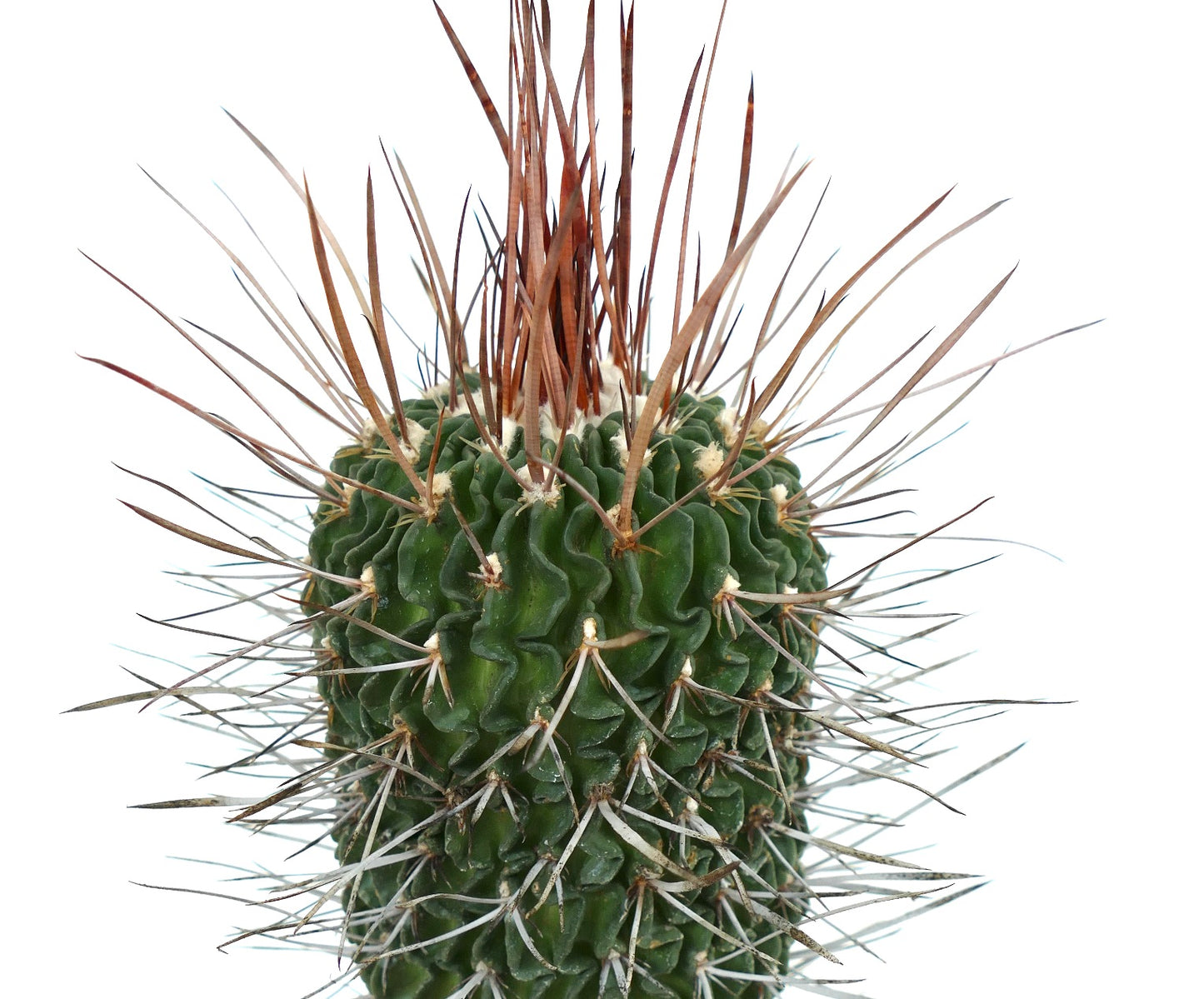 Stenocactus phyllacanthus SUPER SPINES