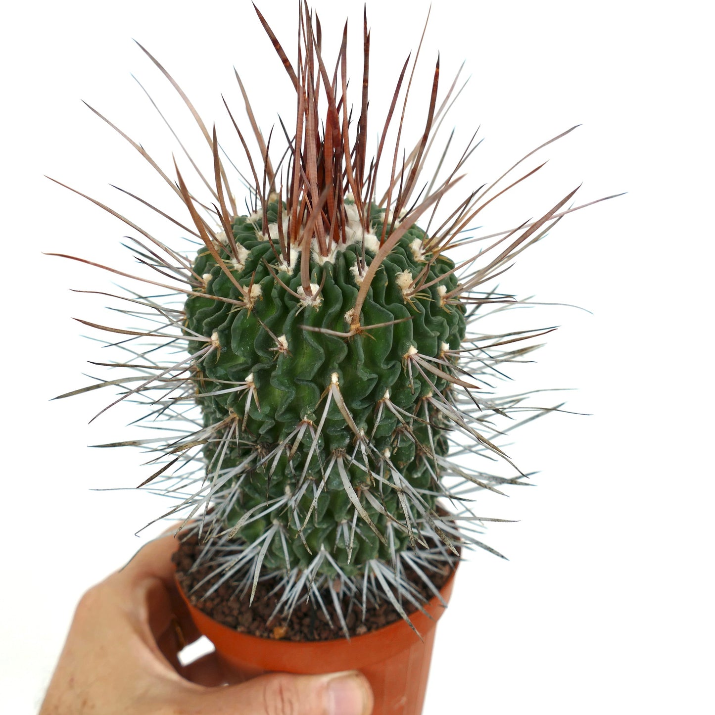 Stenocactus phyllacanthus SUPER SPINES