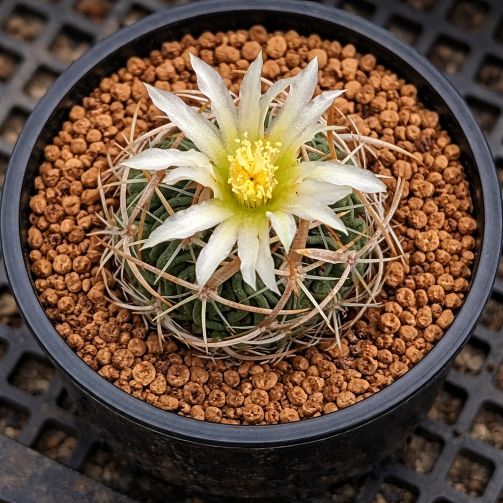 스테노카투스 트리쿠스피다투스 작은 선인장, 흰색-노란색 별 모양 꽃과 굽은 가시