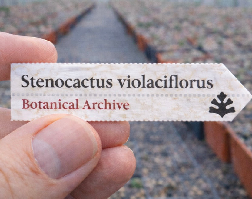 보육원에서 여러 화분이 줄지어 있는 가운데 스테노카투스 바이올라시플로루스 식물용 인쇄 라벨