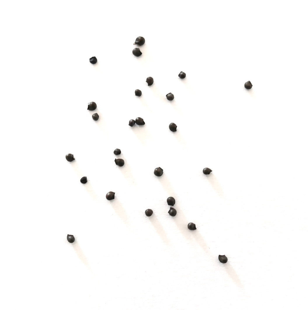 스테노카터스 바이올라시플로루스 작은 어두운 씨앗 하얀 배경 다육식물 번식을 위해