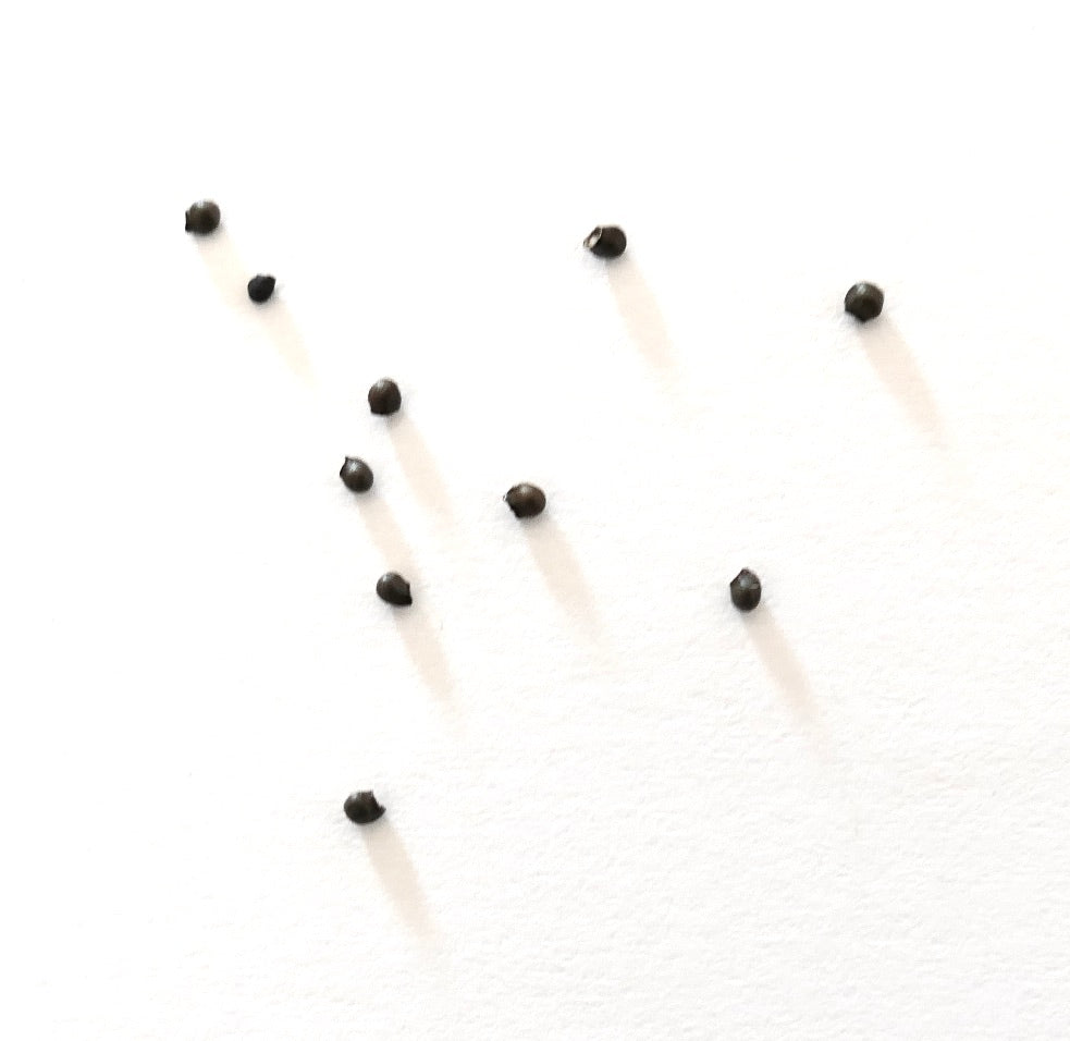 스테노카투스 비올라시플로루스 소형 다육 선인장 씨앗 흰색 배경