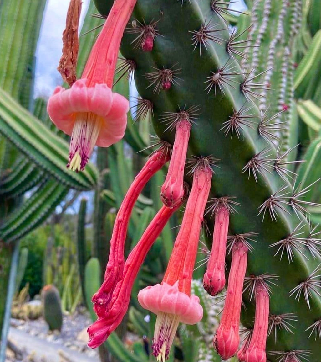 Cactus Stenocereus alamosensis con fiori tubolari rosa allungati e spine acuminate su fusto verde