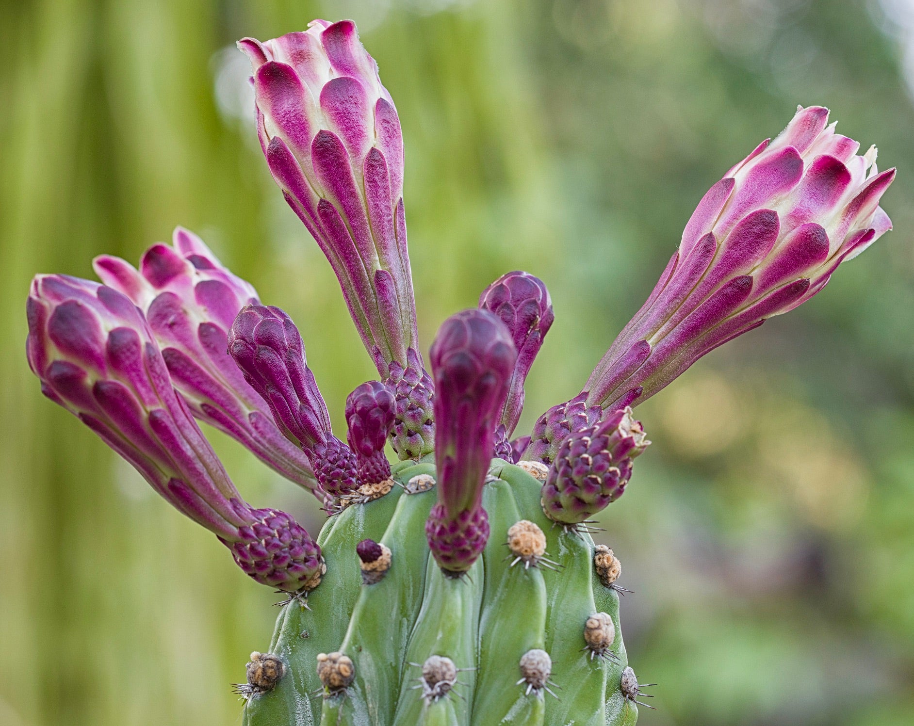 Cactus Stenocereus fimbriatus con vivaci boccioli di fiore allungati di colore viola e stelo verde costoluto