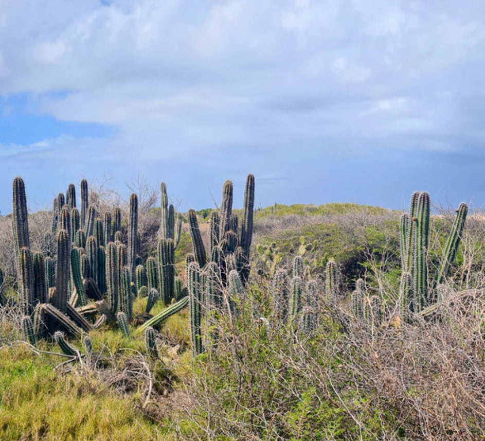 Stenocereus griseus, alto cactus colonnare con spine in habitat di macchia secca