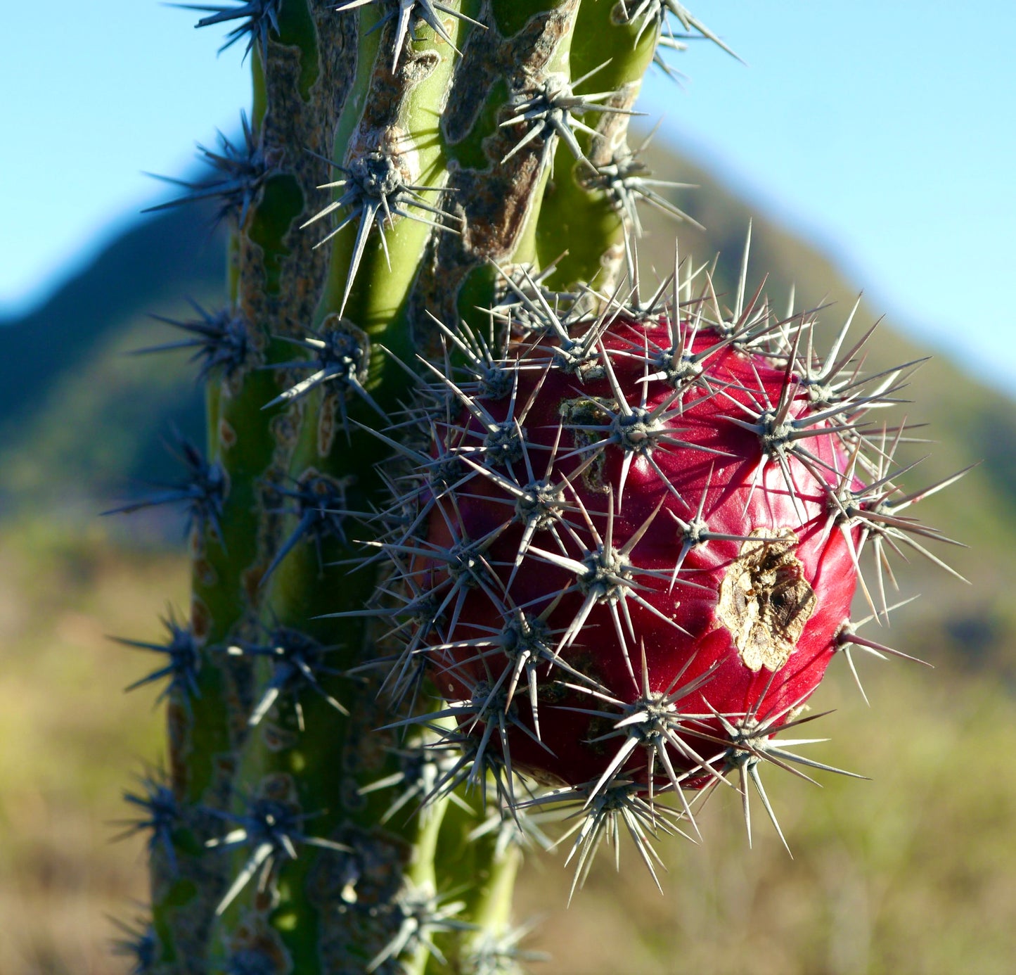 Stenocereus gummosus SEEDS