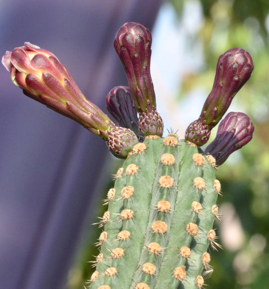 Stenocereus pruinosus SEEDS