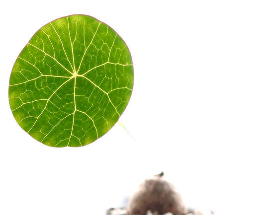 Stephania erecta foglia rotonda verde con vene prominenti e texture liscia