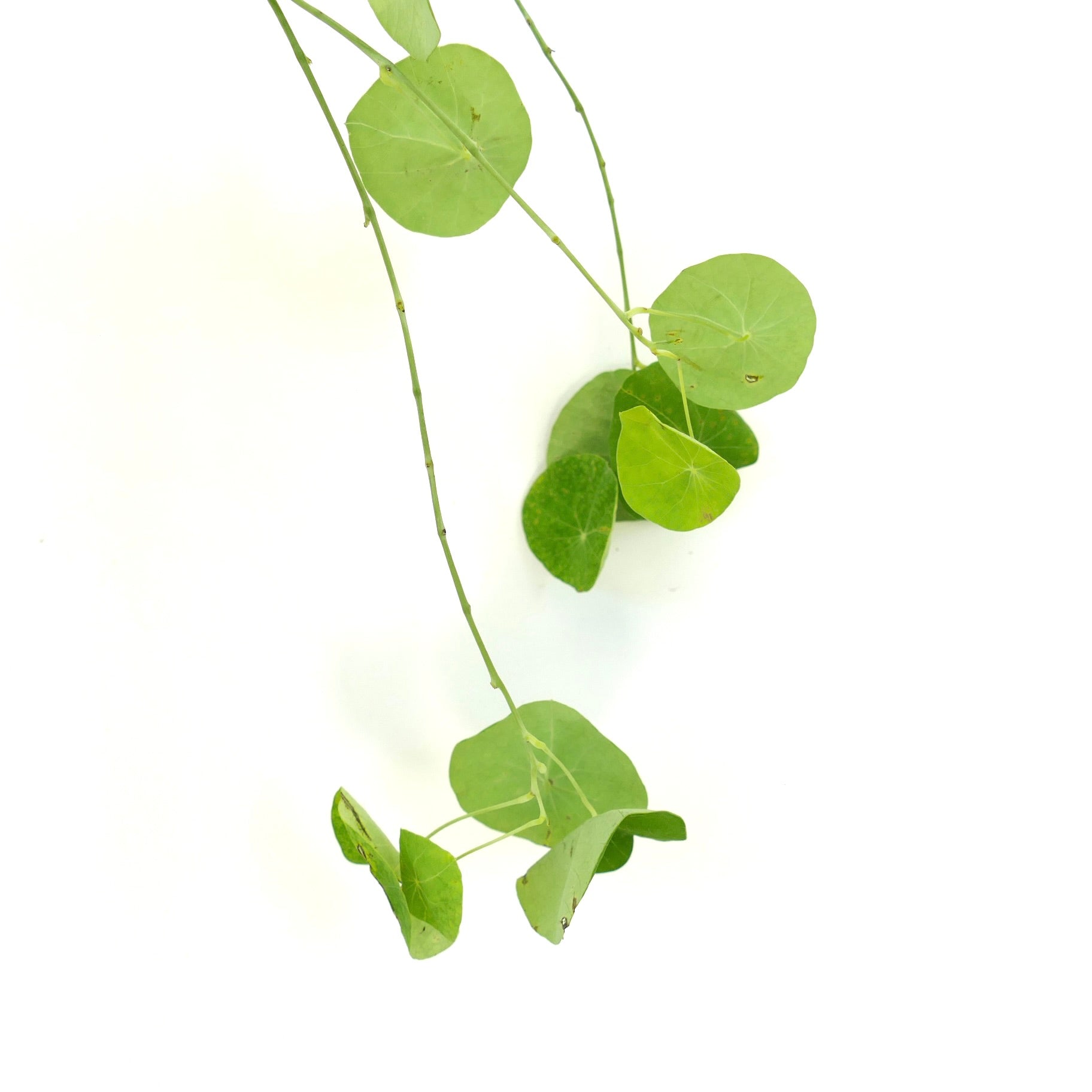 Stephania suberosa pianta rampicante delicata con foglie rotonde verdi e steli sottili