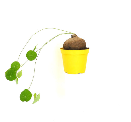Stephania suberosa con foglie verdi tonde e caudice rigonfio in vaso giallo