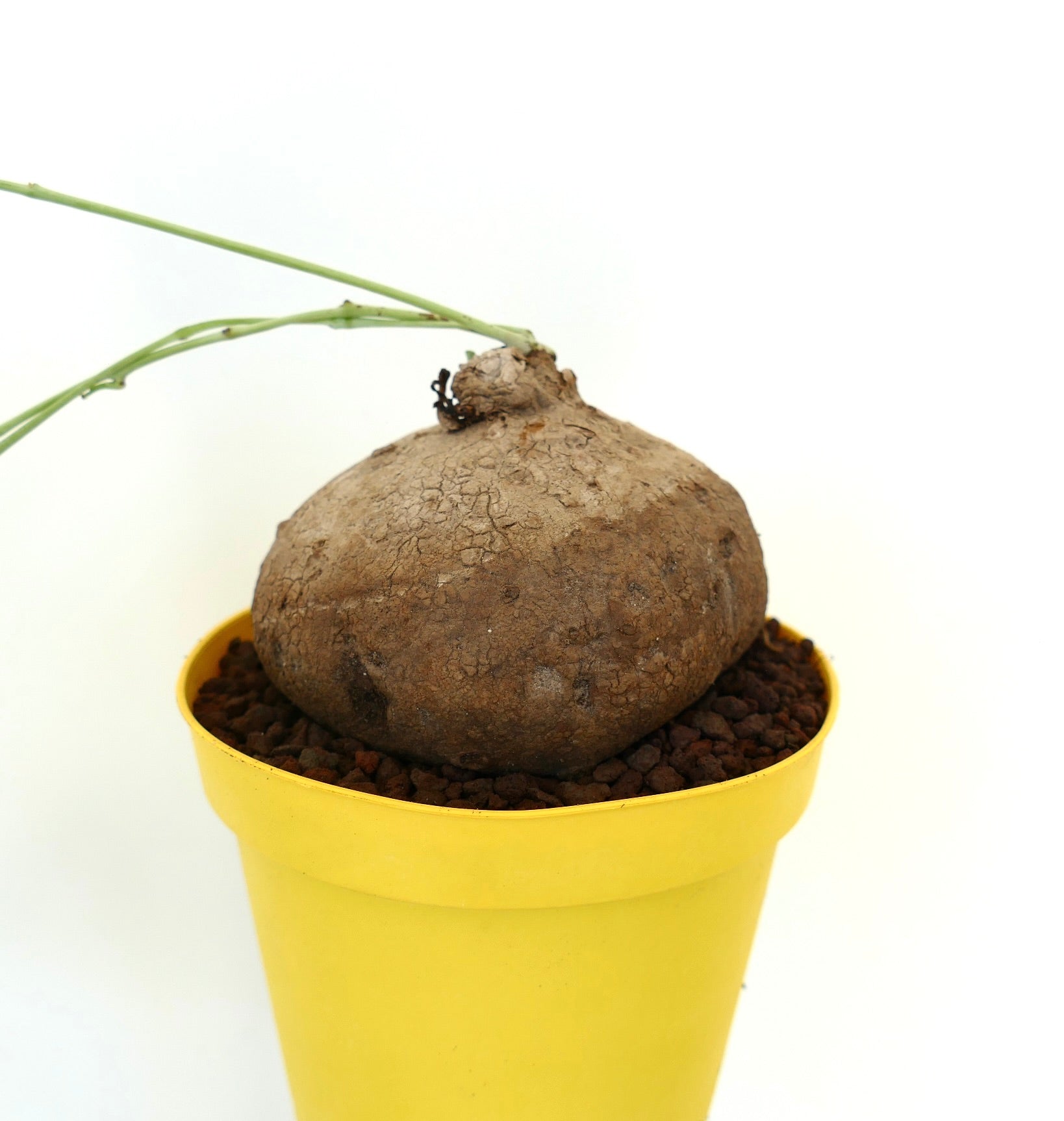 Pianta di Stephania suberosa caudice con tubero marrone screpolato in vaso giallo