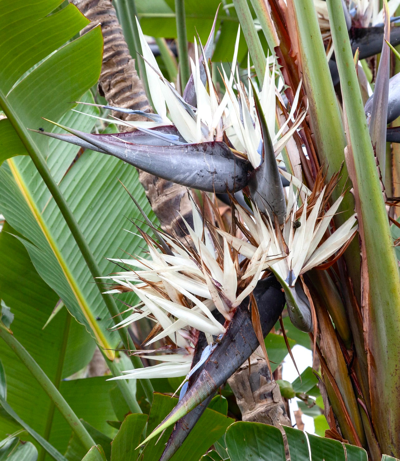 Strelitzia augusta tropical plant with large green leaves and unique white flowers