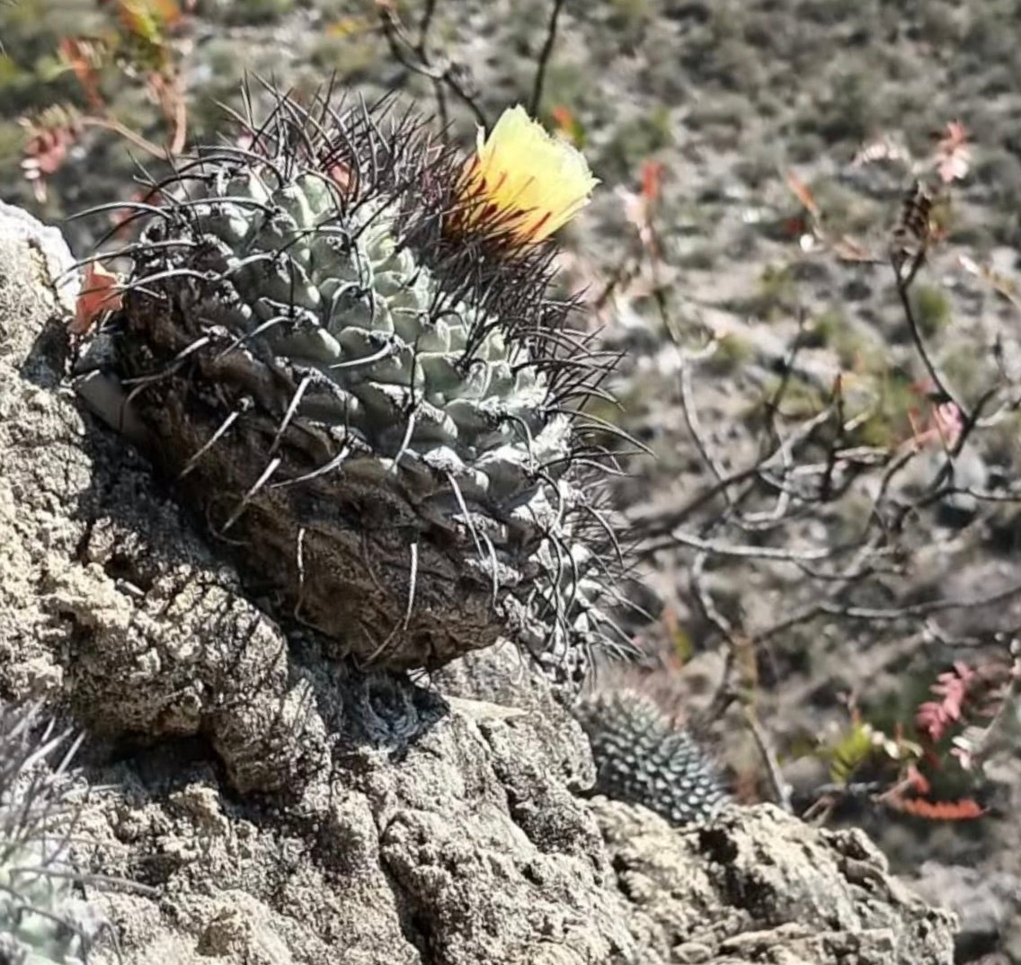 Strombocactus corregidorae rare succulent cactus with dark spines and yellow flower on rocky terrain