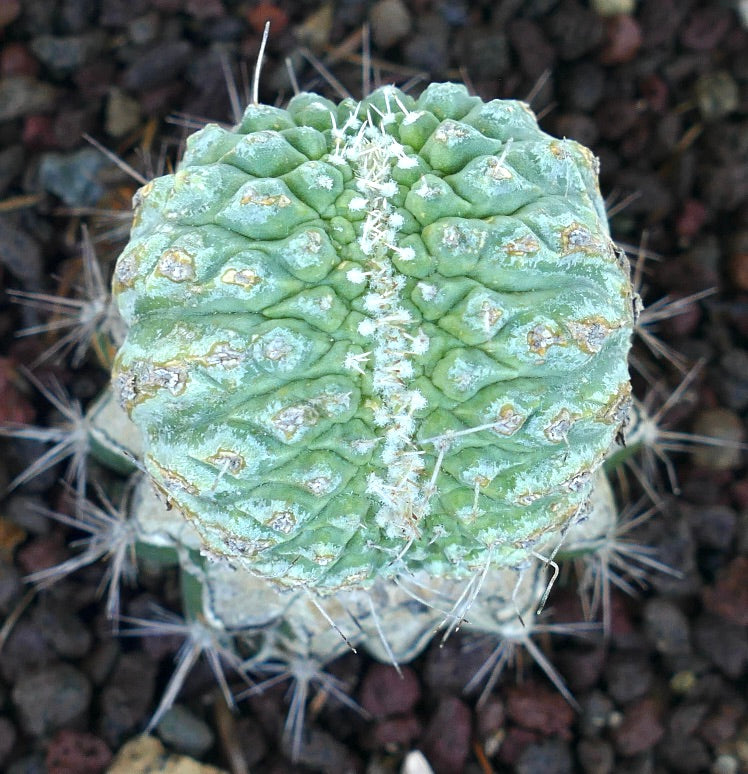 Vista dall'alto dello Strombocactus disciformis con cresta che mette in evidenza il suo schema di crescita simmetrico e la superficie verde ruvida e scolpita con spine sparse.