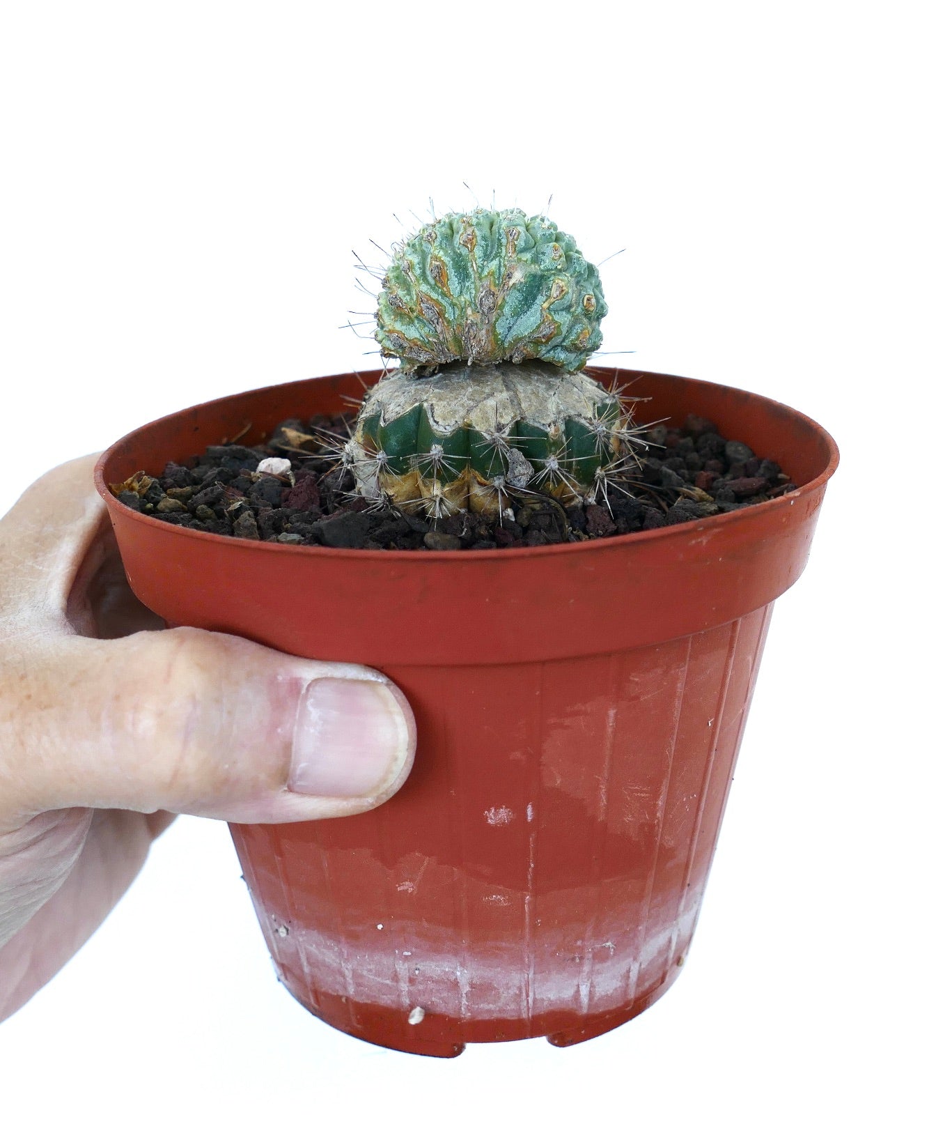 Vista laterale di Strombocactus disciformis crestata innestata su una base di Cereus, piantata in un vaso di plastica rosso con terreno roccioso, tenuta in mano.