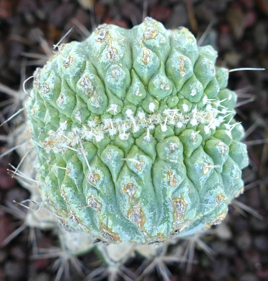 Primo piano della sommità crestata di Strombocactus disciformis, che mostra la sua texture verde nodosa e rigata con una linea centrale di areole lanose bianche e spine.