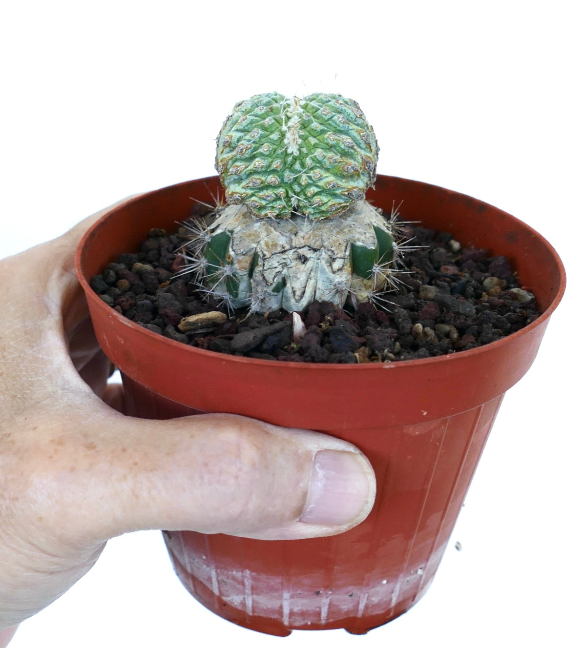 Strombocactus disciformis crestato innestato su Cereus, vista laterale in vaso, che mostra il compatto portainnesto di Cereus e la cima crestata irregolare e verrucosa con spine corte.