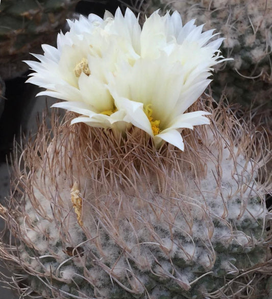 ストロンボカクタス・ヤルミラエ種子