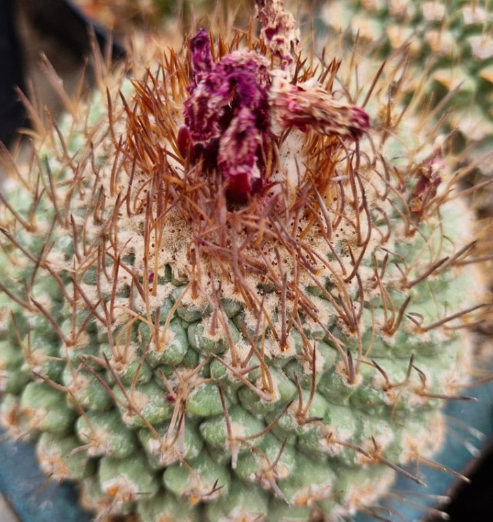 Strombocactus pucherrimus cv LIZARD SKIN SEEDS