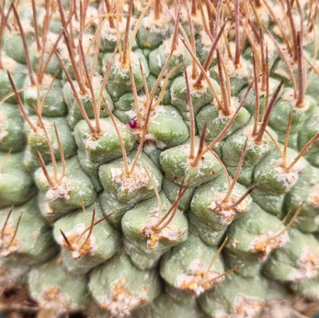 Strombocactus pucherrimus cv LIZARD SKIN SEEDS