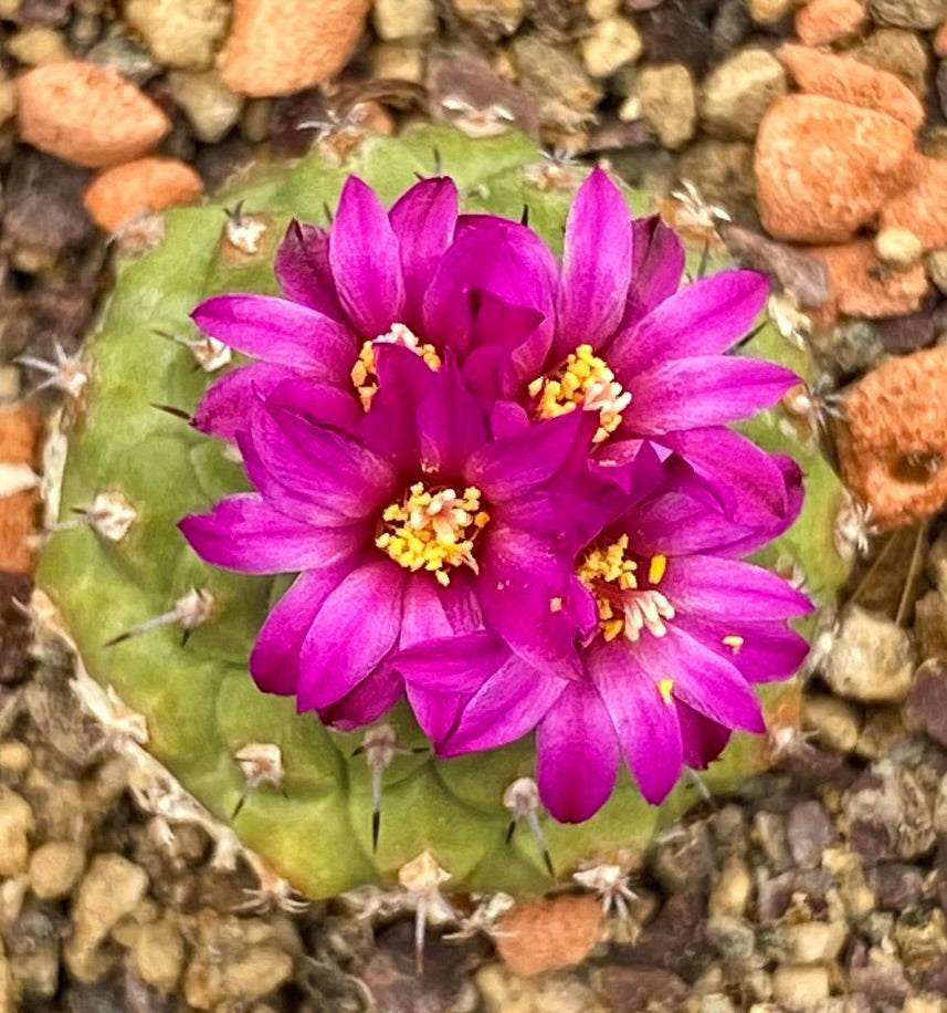 SEMI di Strombocactus pulcherrimus