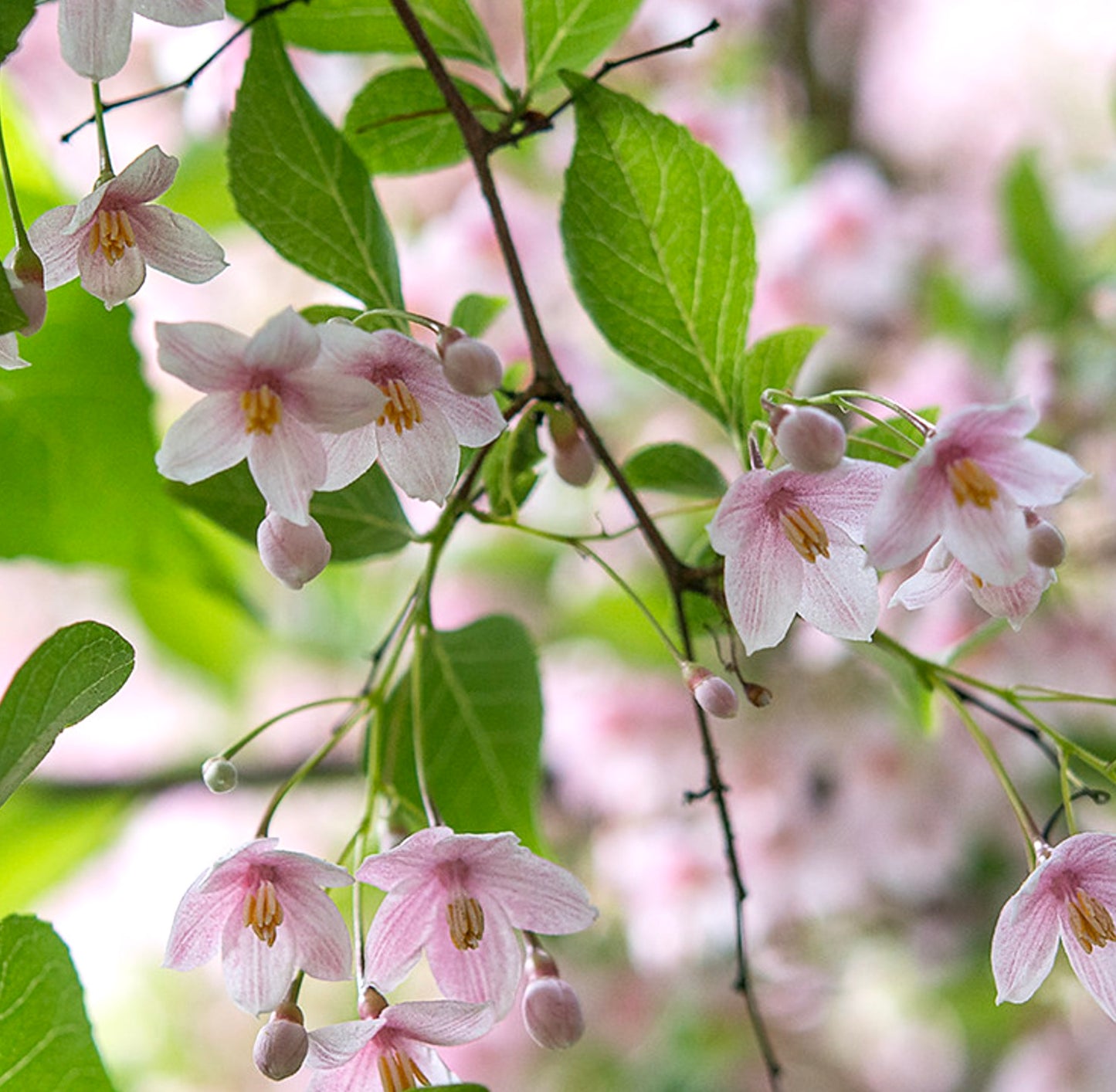 Styrax japonicus 野茉莉 10-25cm