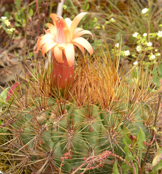 Submatucana aurantiaca SEEDS