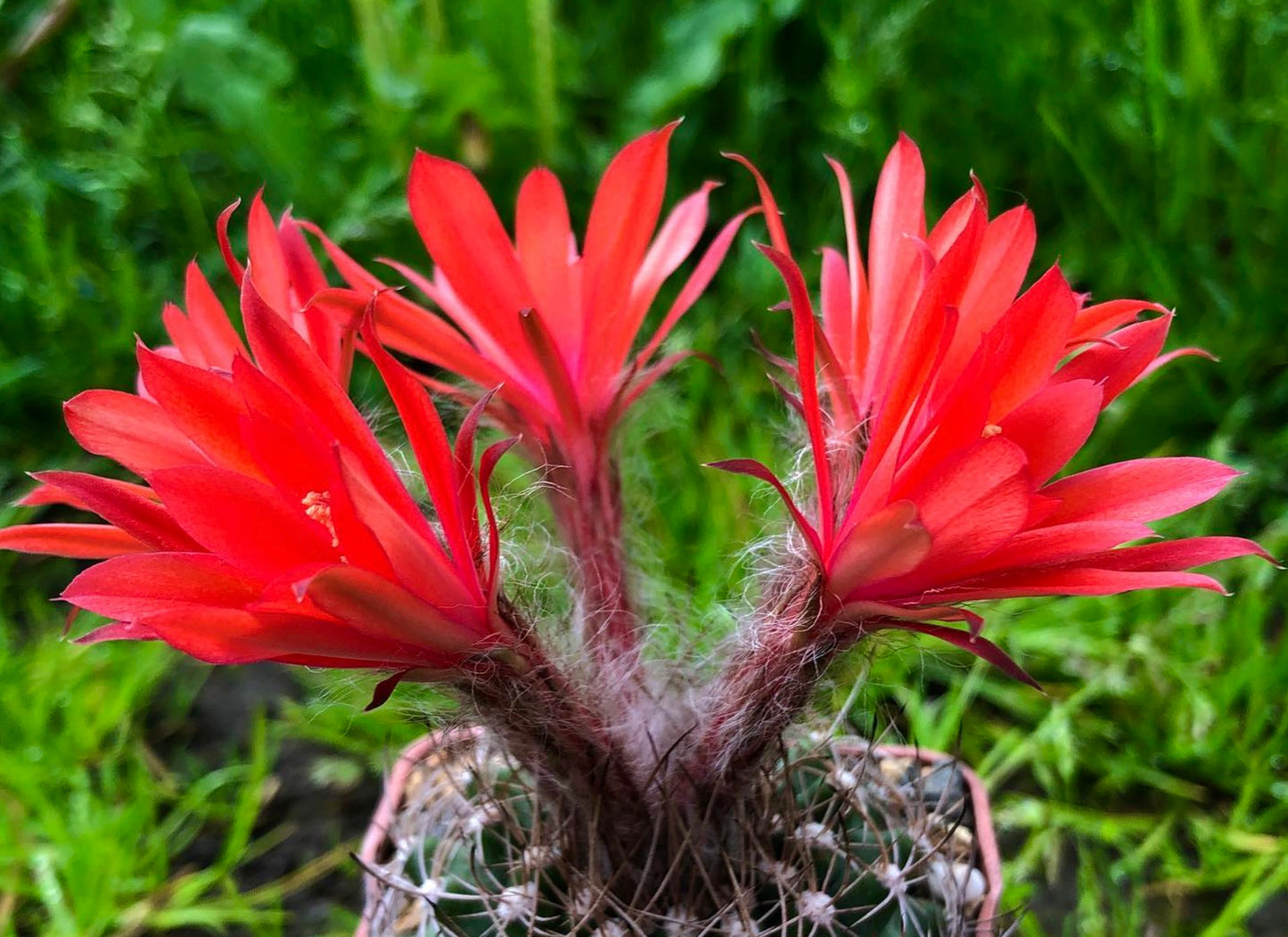 スブマトゥカナ・カリアンサ 種子