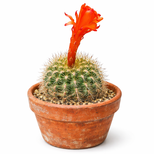 Submatucana huagalensis SEEDS