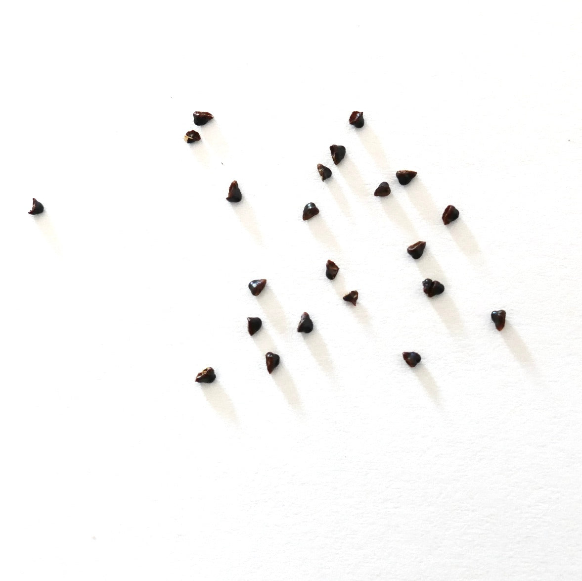 Sementes de Submatucana madisoniorum espalhadas em fundo branco para propagação de suculentas