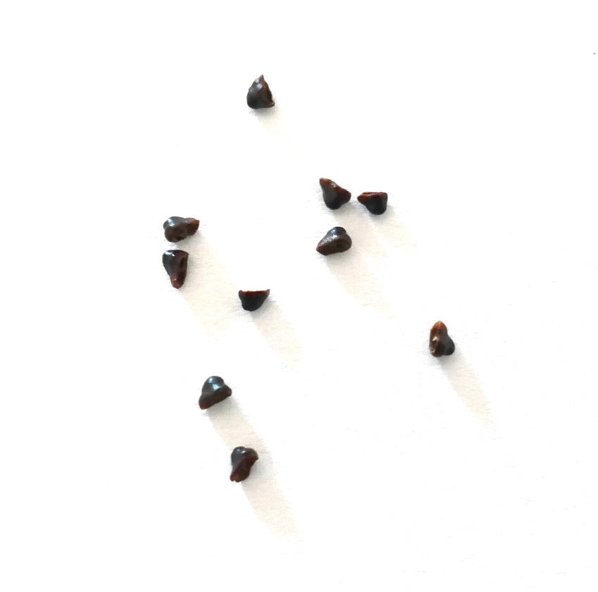 Sementes de Submatucana madisoniorum, pequeno material de propagação de cacto suculento castanho escuro