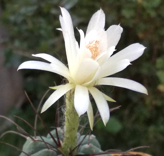 Submatucana madisoniorum var. albiflorum FRØ