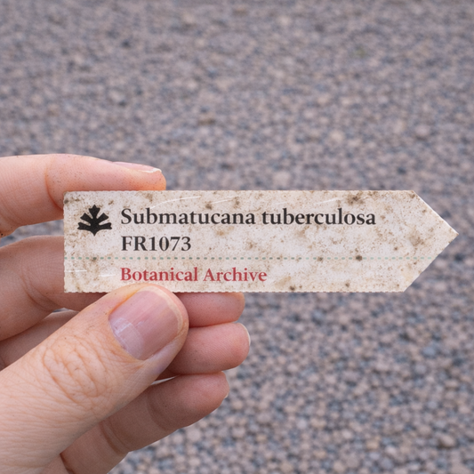 Etiqueta de planta impressa para Submatucana tuberculosa FR1073 segurada à mão com marcas de terra