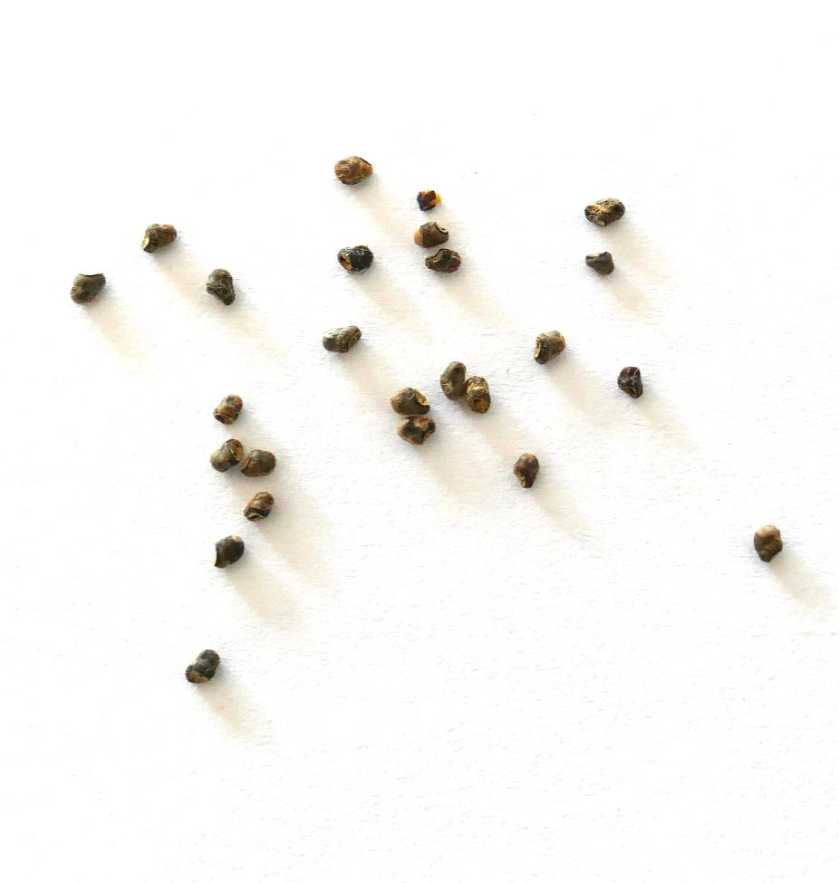 白い背景に散らばったスブマトゥカナ・トゥベルクロサの小さな茶色いサボテンの種