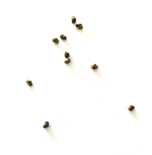 Sementes pequenas de cacto Submatucana tuberculosa dispersas sobre fundo branco