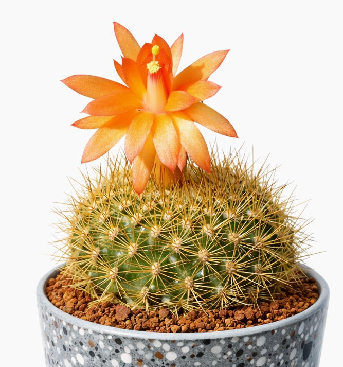 กระบองเพชรซับมาทูกานา เวเบอร์เบาเอรี พร้อมดอกสีส้มสดใสและหนามทองแหลมคมในกระถาง