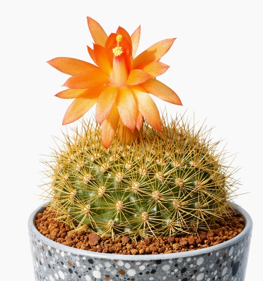 鮮やかなオレンジ色の花と鋭い黄金色の棘を持つサブマトカナ・ウェーバーバウエリ サボテン（鉢植え）