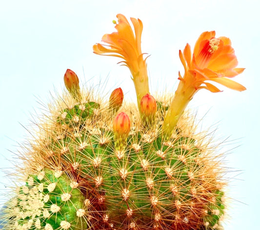 Submatucana weberbaueri var. flammea FRØ