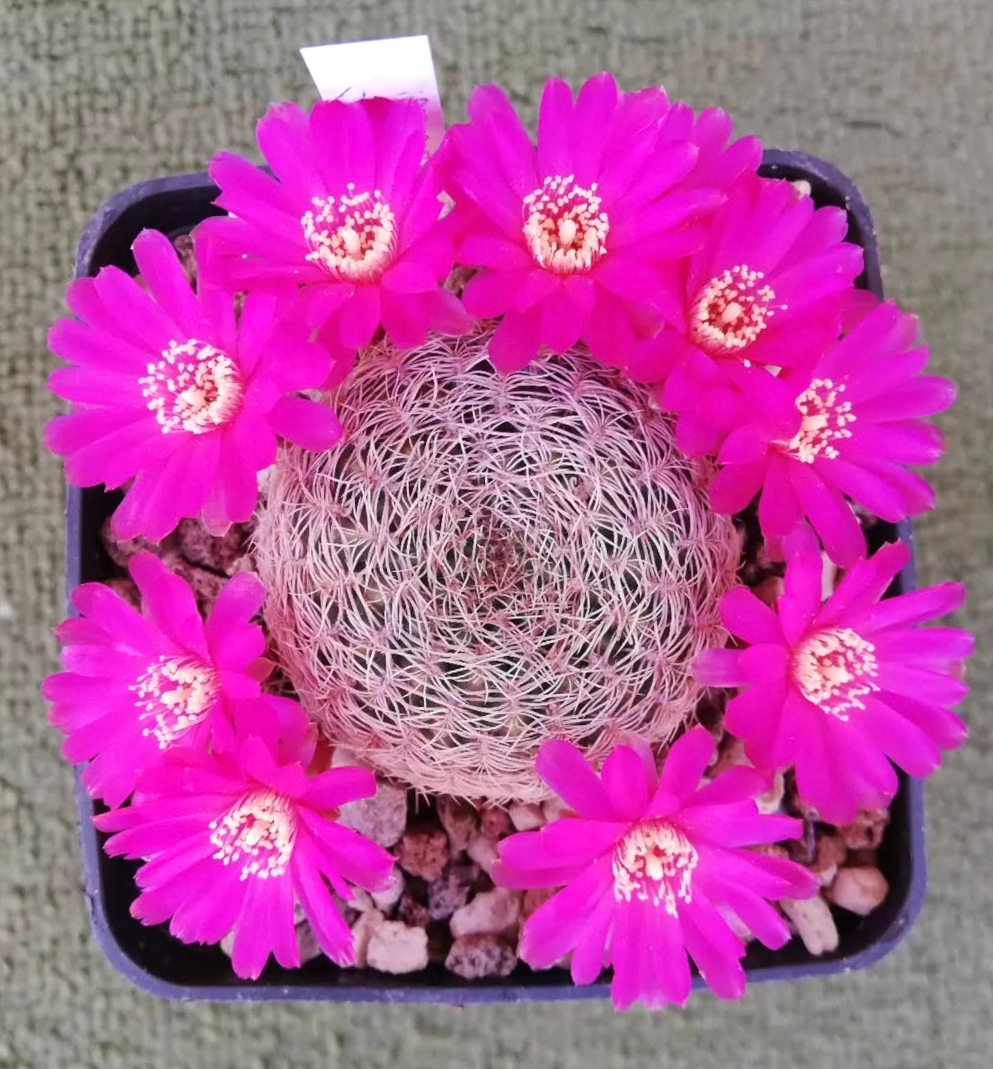 Sulcorebutia albida FRØ