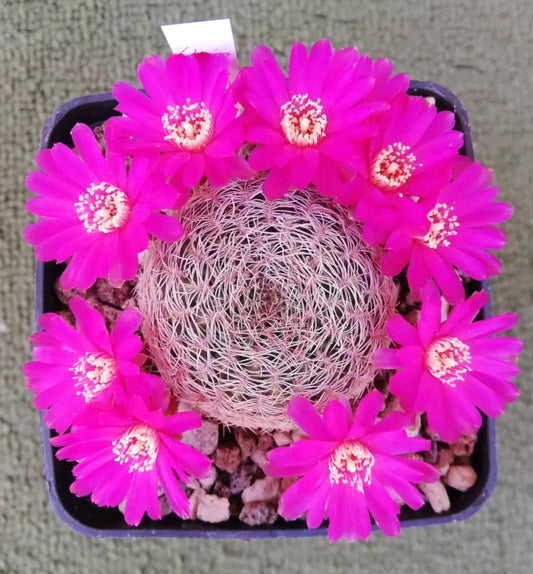 Sulcorebutia albida FRØ