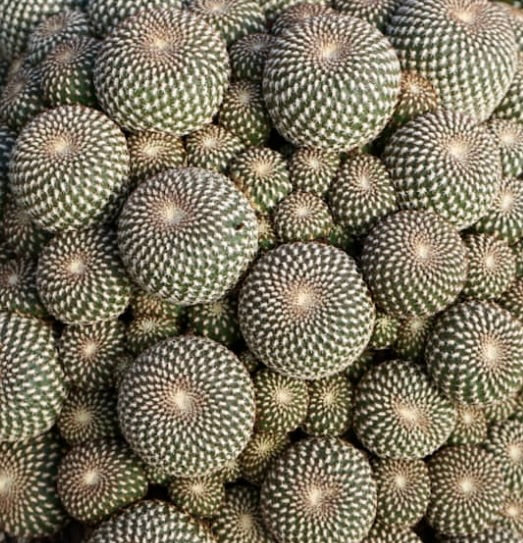 Sulcorebutia arenacea SEEDS