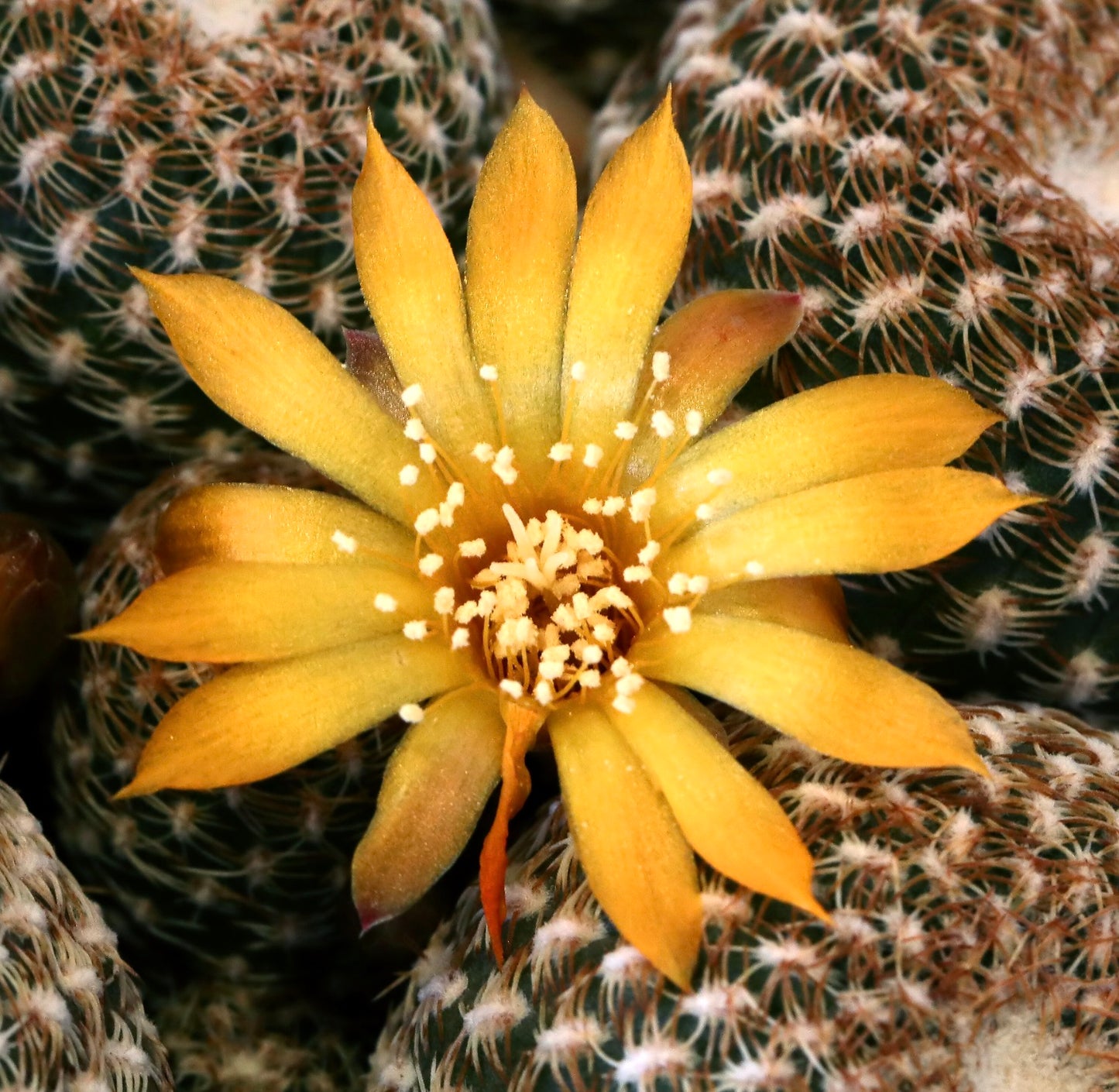 Sulcorebutia candiae SEEDS